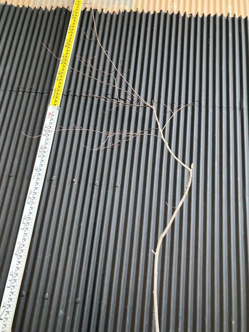 山採り　ザイフリボク