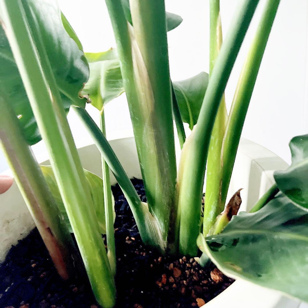 《特別価格》特大ストレリチアオーガスタ 3株植え✨ 8号鉢 高さ 約100cm