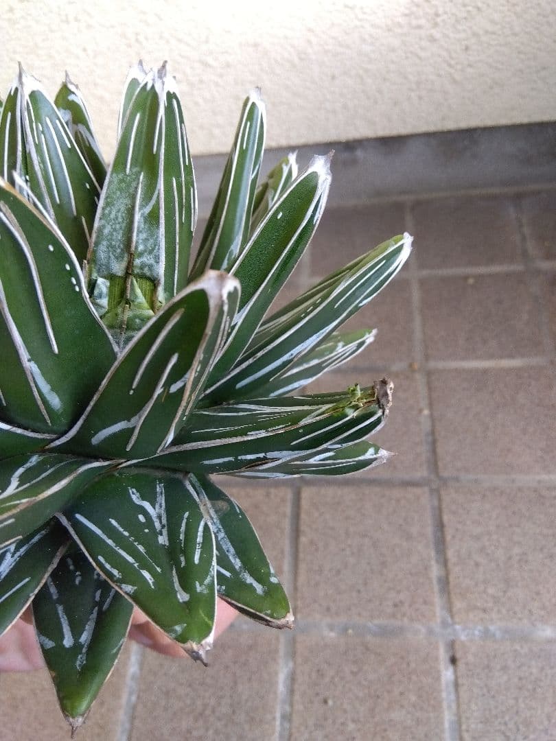 アガベ　笹の雪　23センチ　特選株