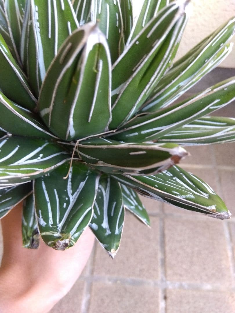 アガベ　笹の雪　23センチ　特選株