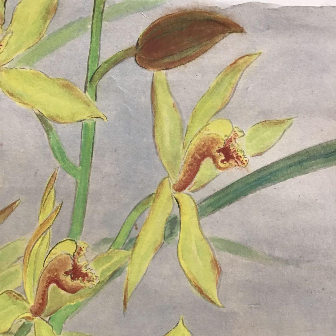K茶道具　掛軸　「洋蘭の図」　古楊作　共箱　S1007KJ