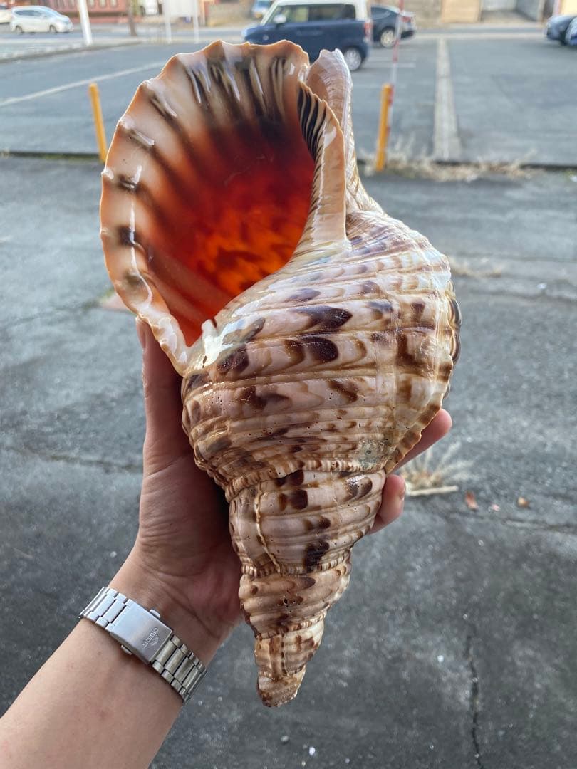 法螺貝　ホラ貝　35cm 936グラム