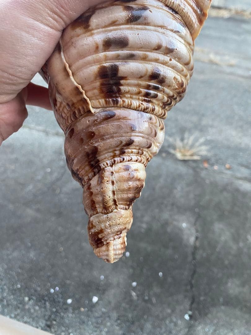 法螺貝　ホラ貝　35cm 936グラム