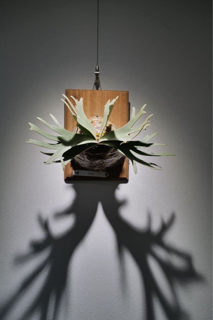 P.Gabriel pup ビカクシダ ガブリエル 株分け②