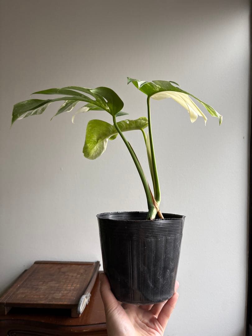 モンステラ ペッサム 斑入り バリエガータ 5号鉢