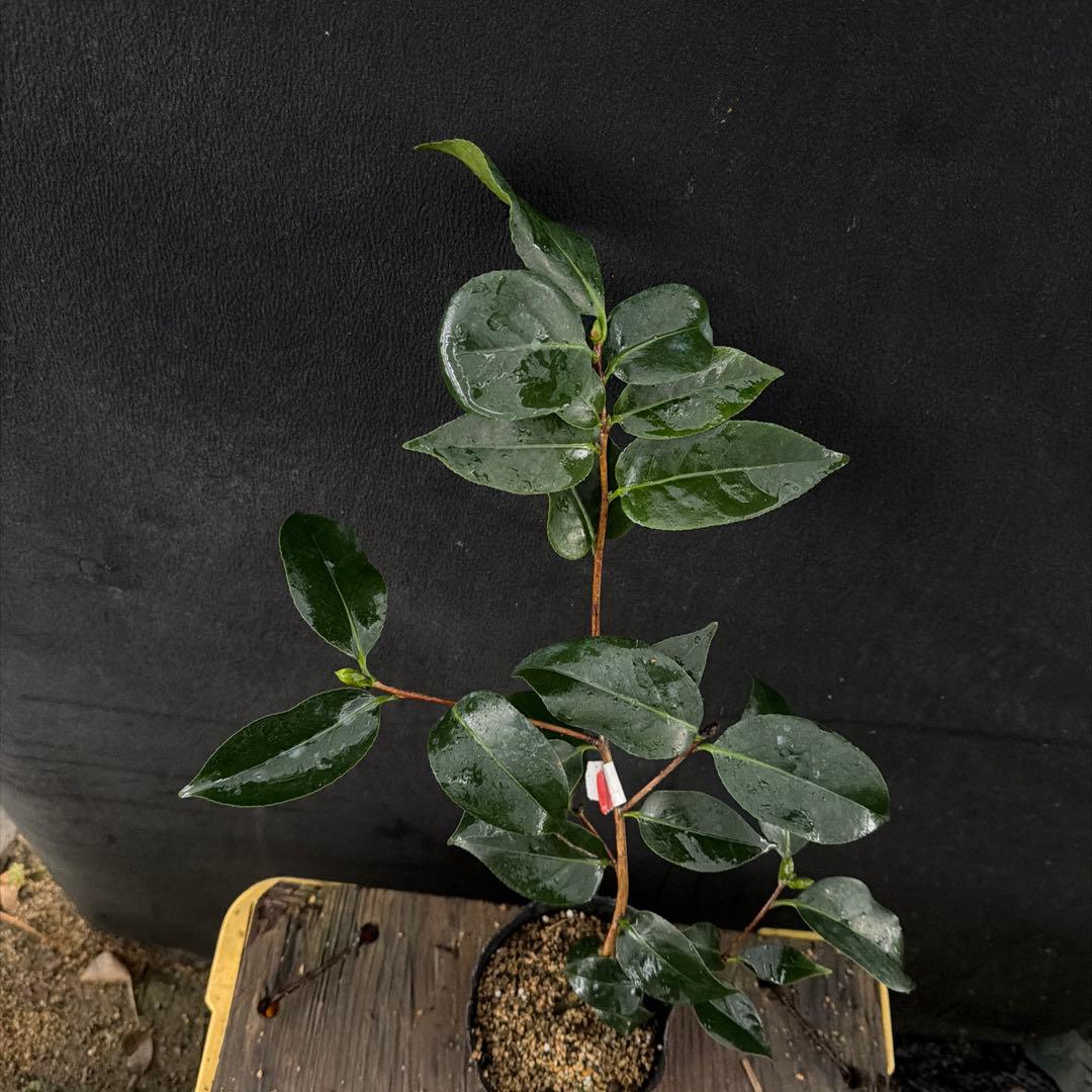 サト咲羽の誉(さわのほまれ)と炎セット苗