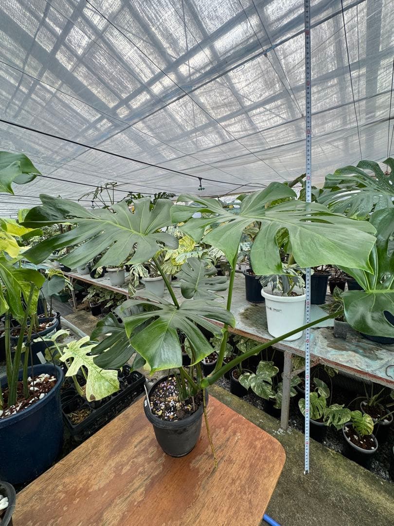 G2モンステラ　GOG