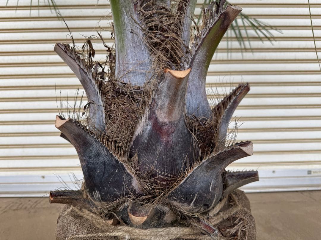 送料込み　ココスヤシ　シルバーリーフ　形状良　幹極太　庭木　シンボルツリー