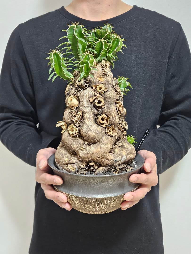 ムランジーナ　特大良形株