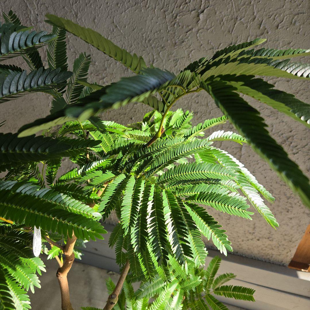 ⑭　エバーフレッシュ　８号　最高等級極上品‼️