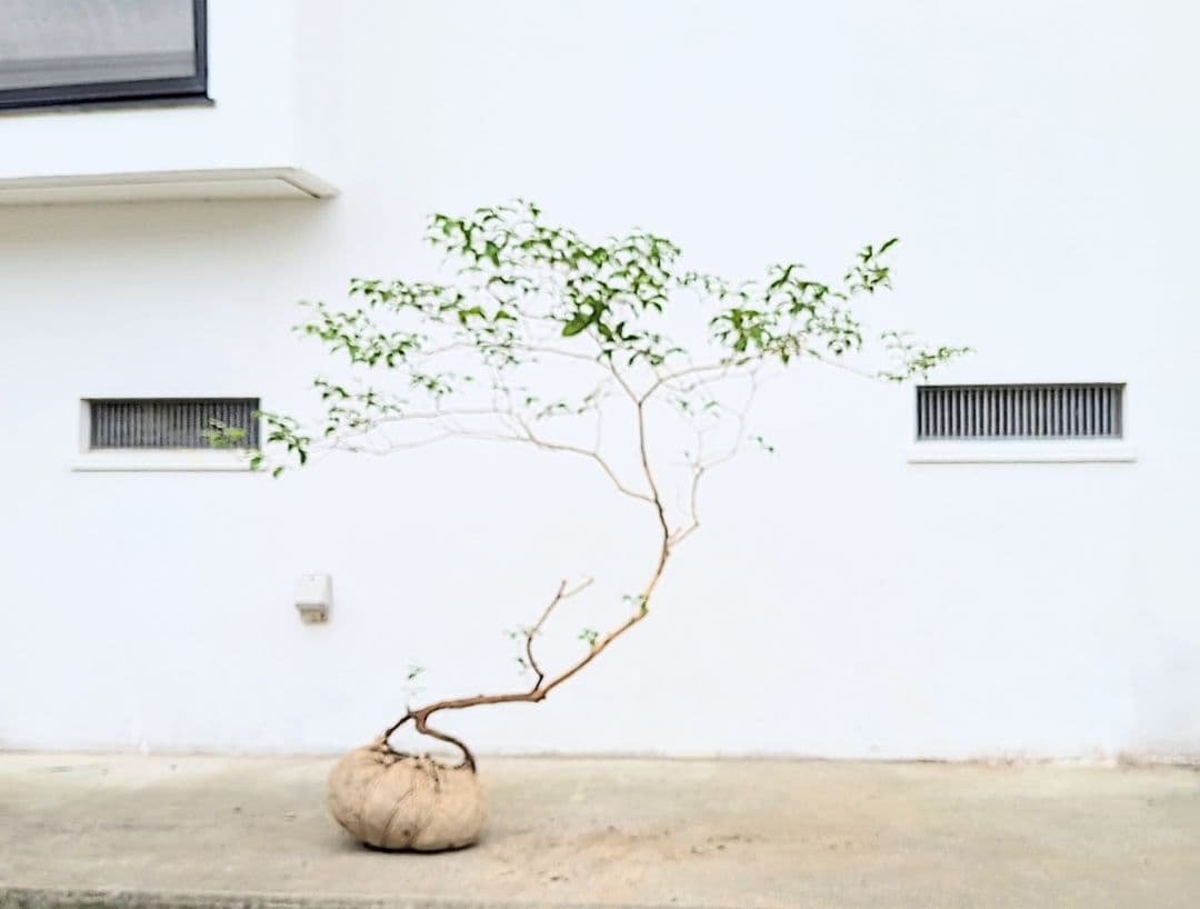 孤高。山採りアセビ。