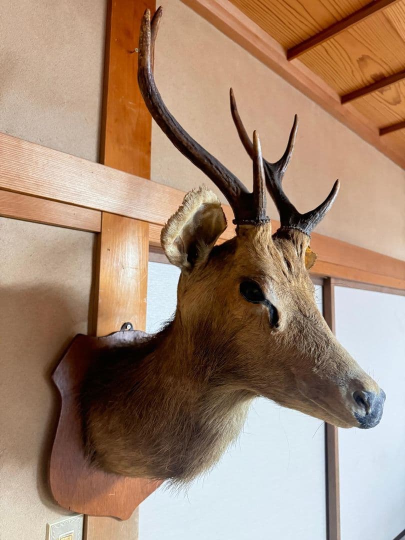 シカ 鹿 剥製 壁掛け ニホンジカ