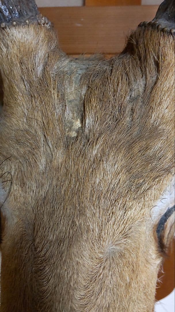 シカ 鹿 剥製 壁掛け ニホンジカ