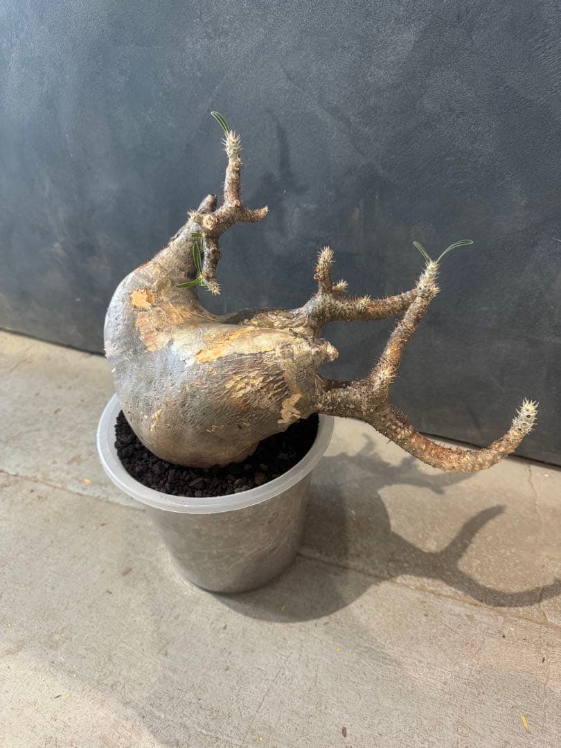 パキポデュウム　グラキリス　現地球　発根済　コーデックス