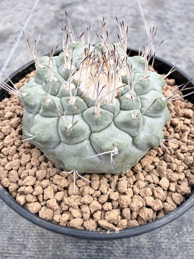 ストロンボカクタス　大疣菊水　国内実生　サボテン　帝冠