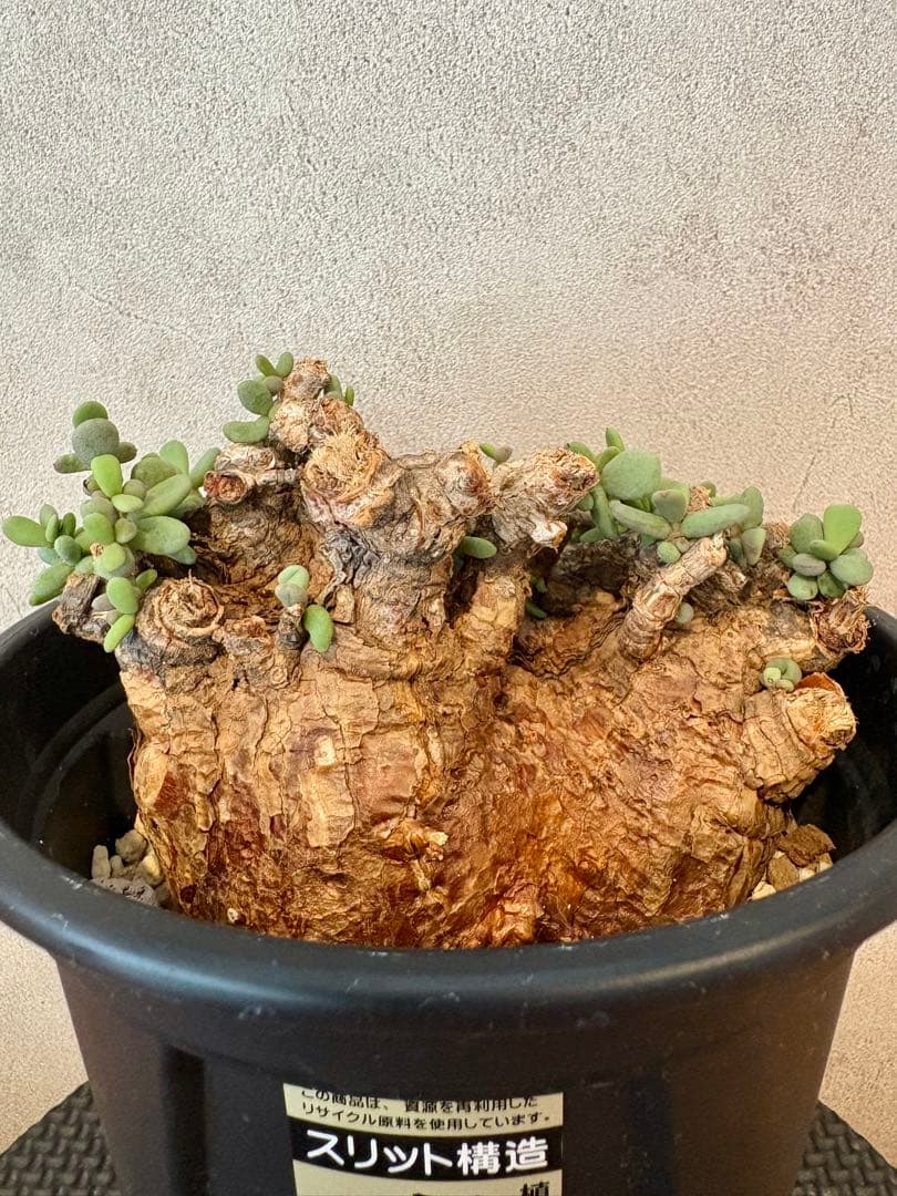 【期間限定セール　大株】ケラリア　ピグマエア　現地球