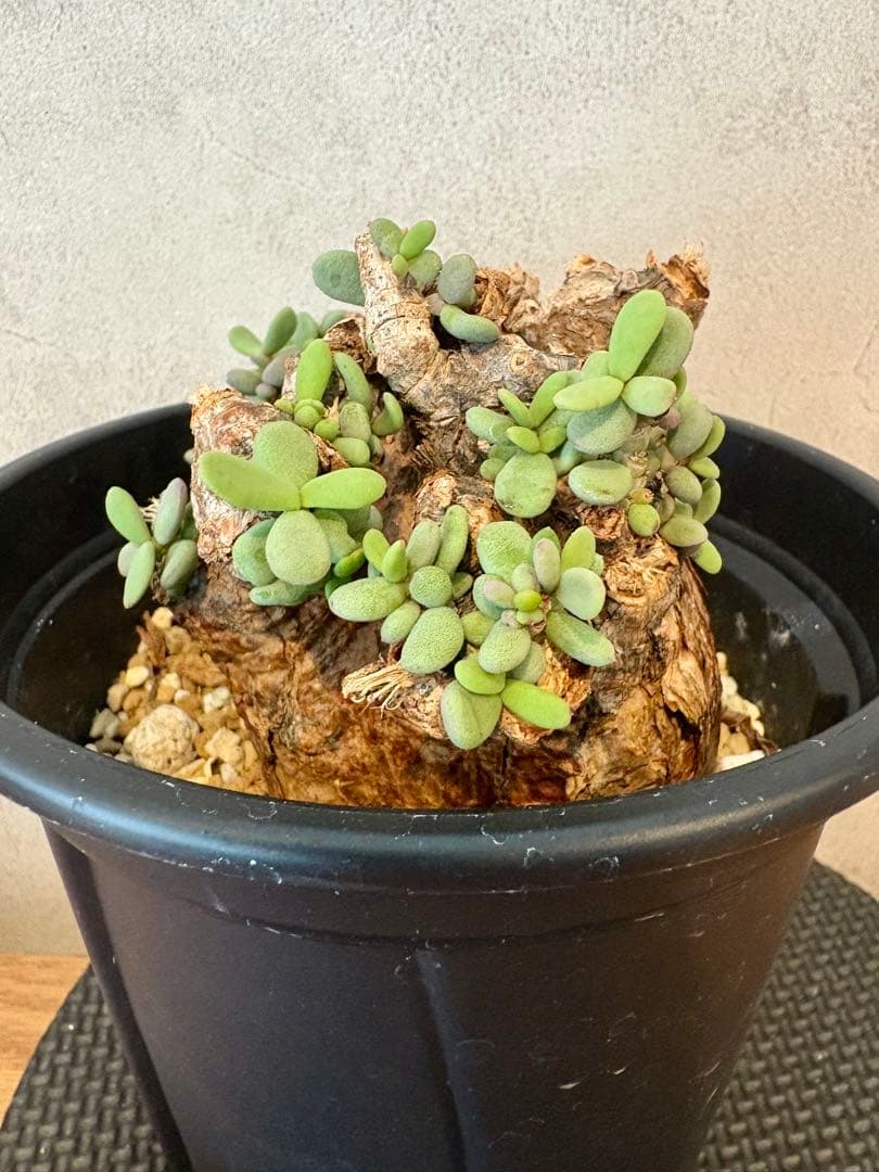 【期間限定セール　大株】ケラリア　ピグマエア　現地球