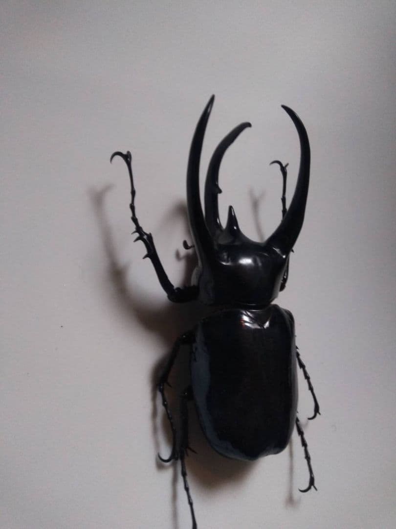 コーカサスオオカブト　昆虫標本