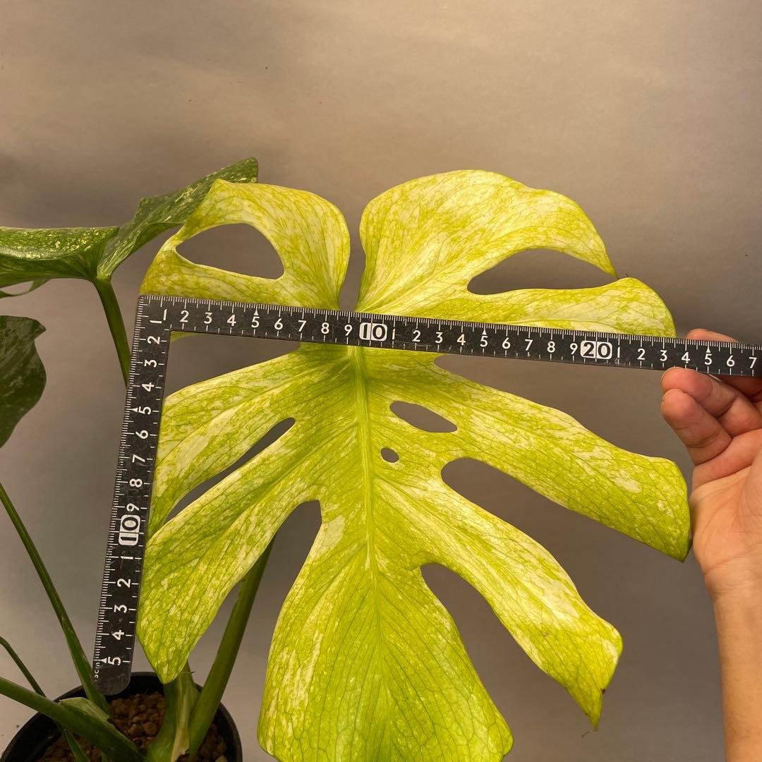 ち*か様 L030 大株　ホワイトモンスター 天津蘭 モンステラ斑入り　デリシオ