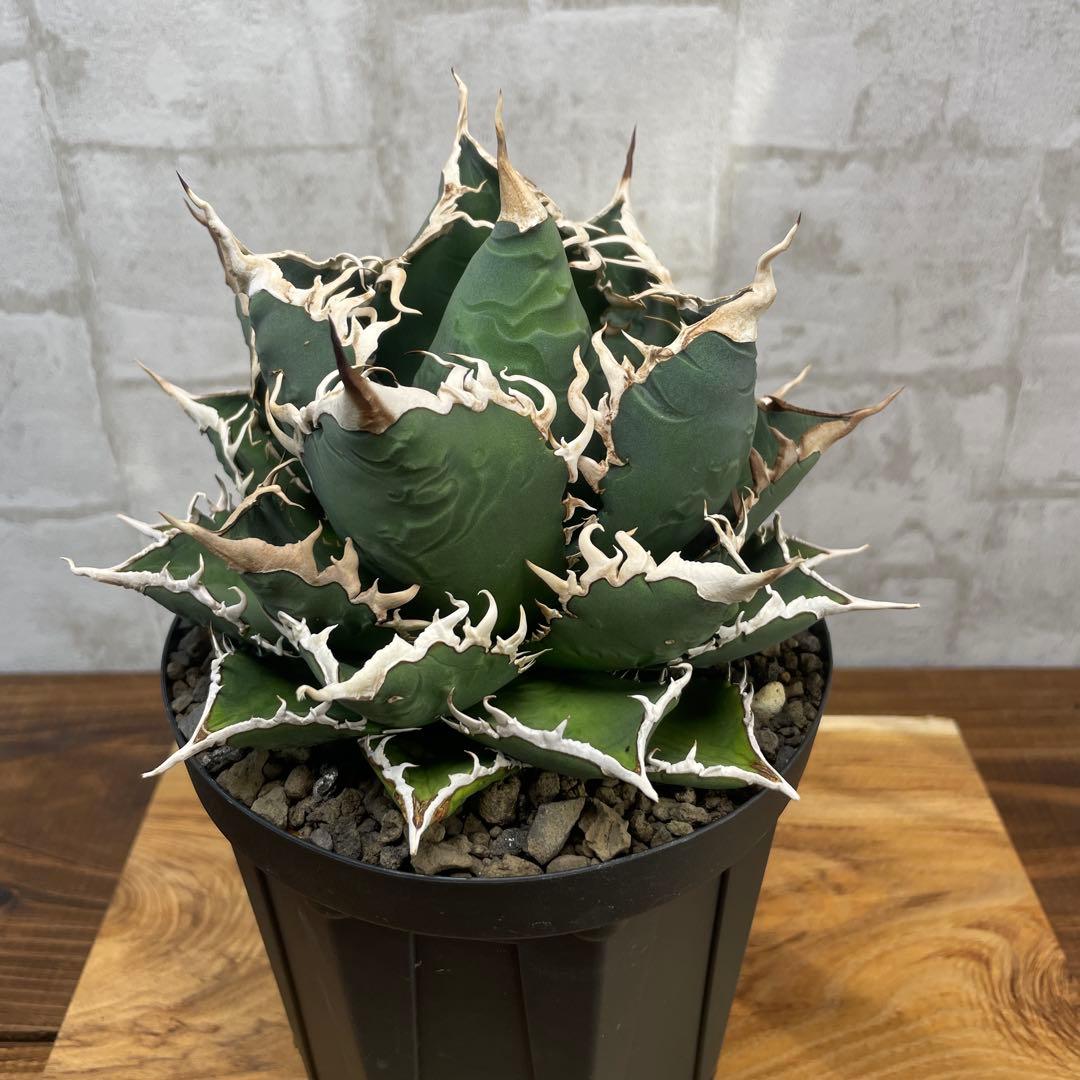 アガベ　チタノタ　海王　極上株　リヴァイアサン