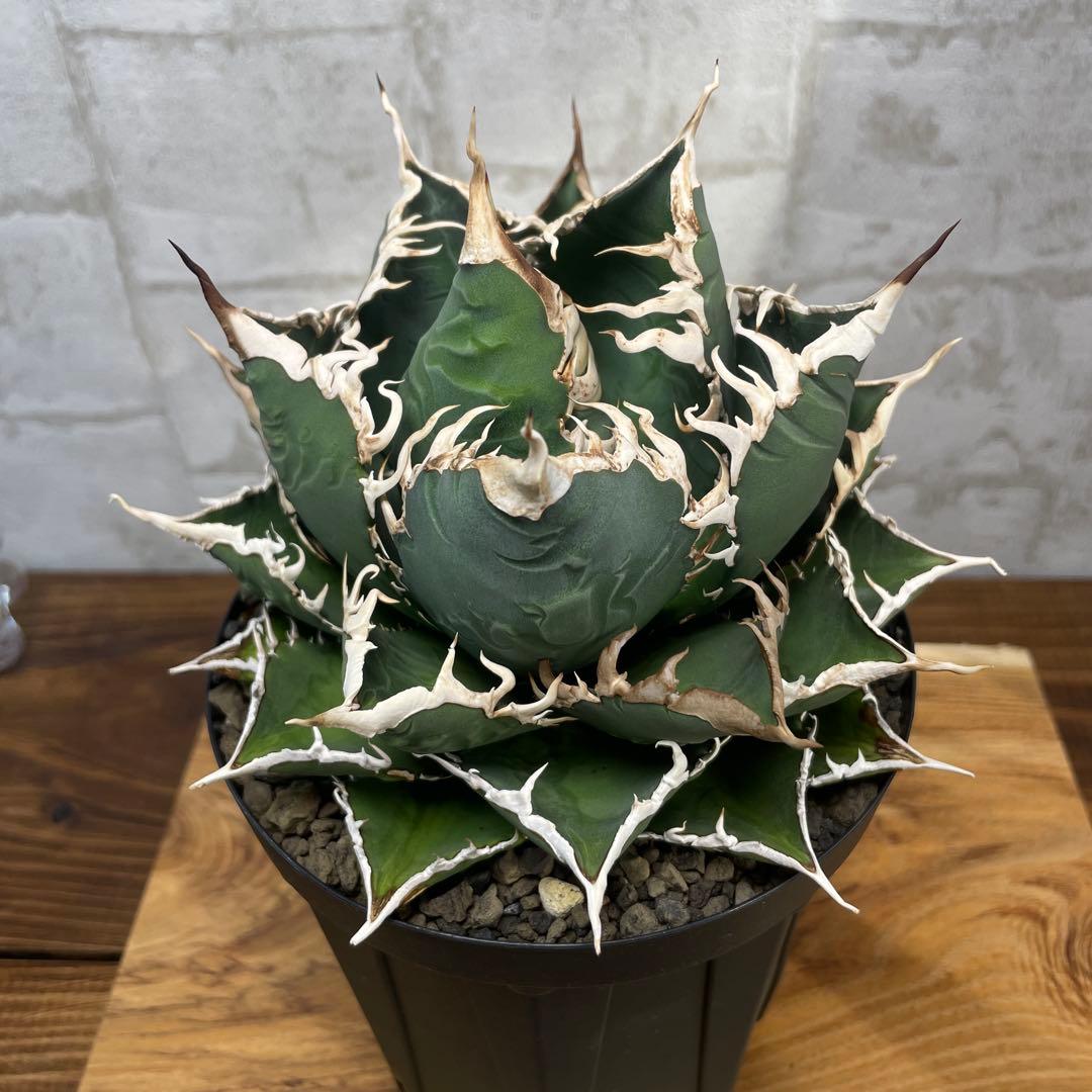 アガベ　チタノタ　海王　極上株　リヴァイアサン