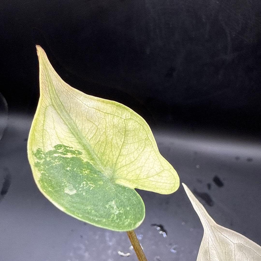 極上 アロカシア スティングレイ アルボ