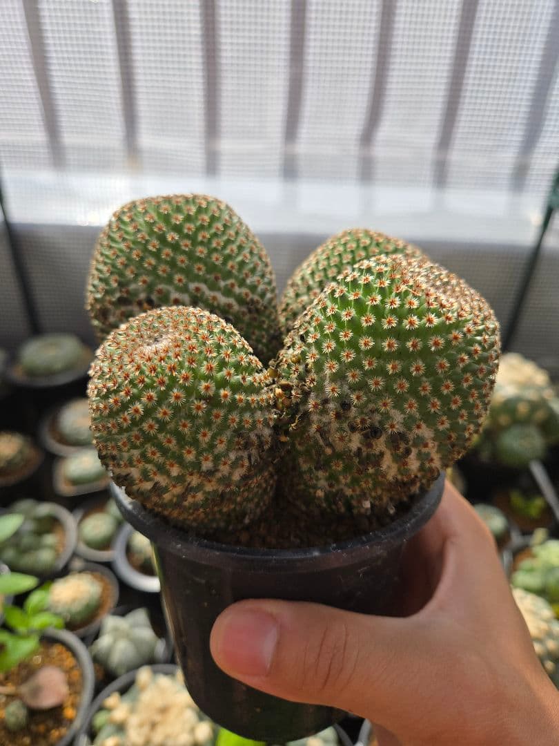 サボテン　マミラリアクルシゲラ 国内　実生 塊根植物