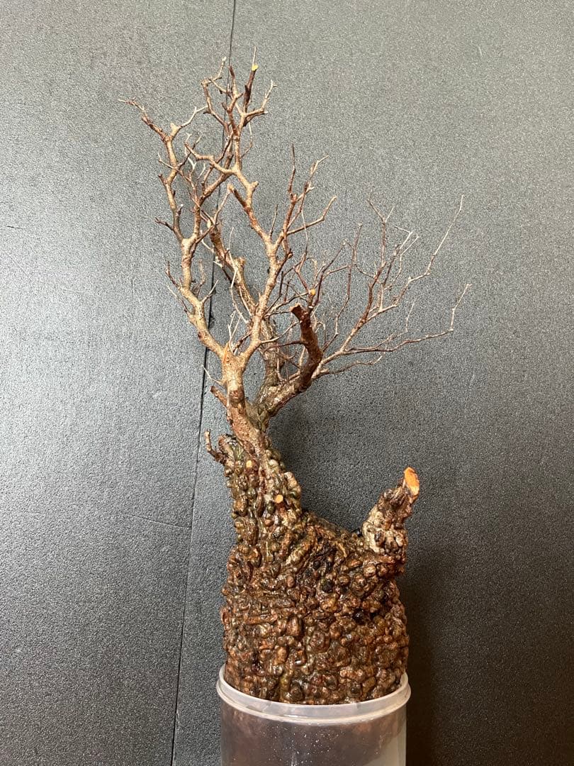 オペルクリカリア・パキプス ぼこぼこ丸株 ベアルート