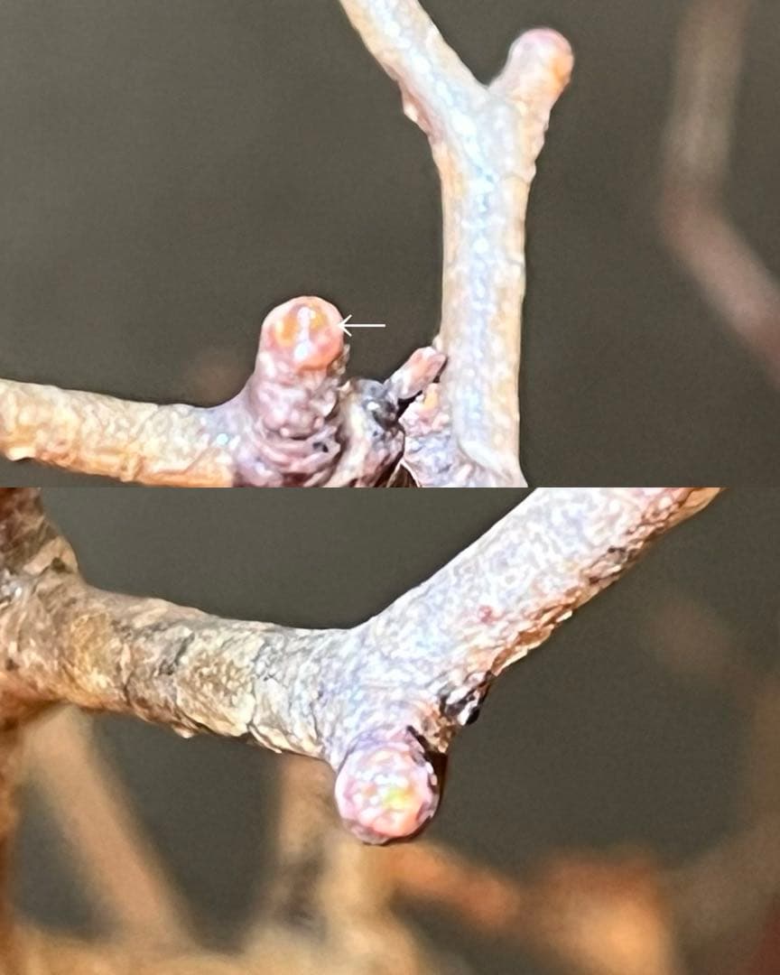 オペルクリカリア・パキプス ぼこぼこ丸株 ベアルート