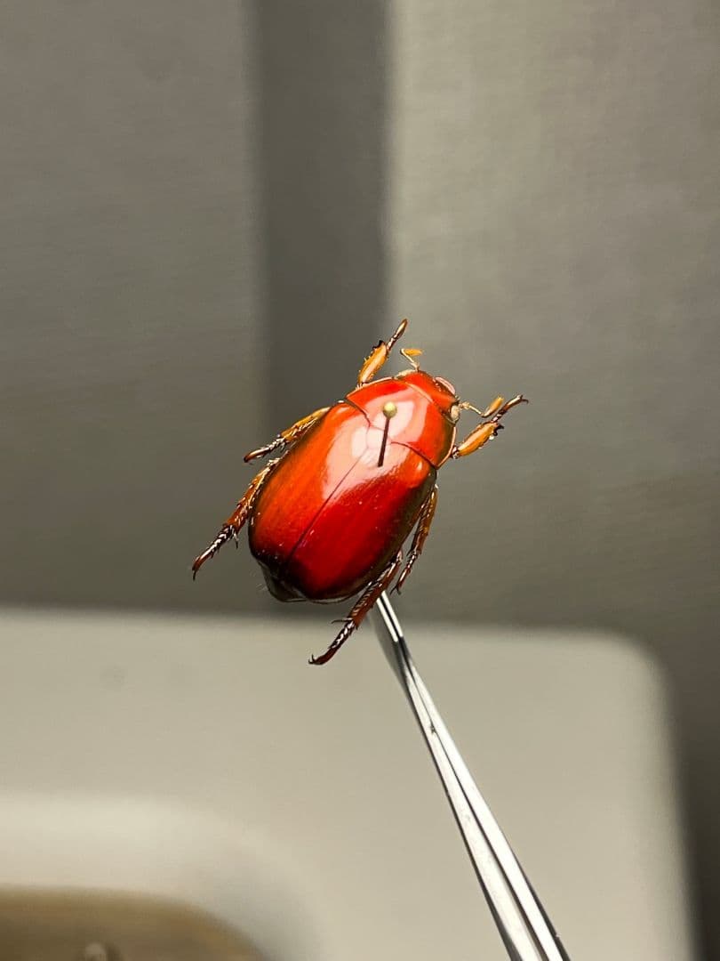 【奥行真紅】クリスマスビートル 標本オーストラリア産 プラチナコガネ カナブン