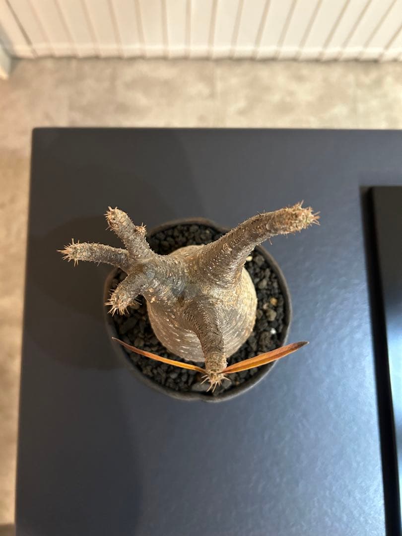 パキポディウムグラキリス　大小セット