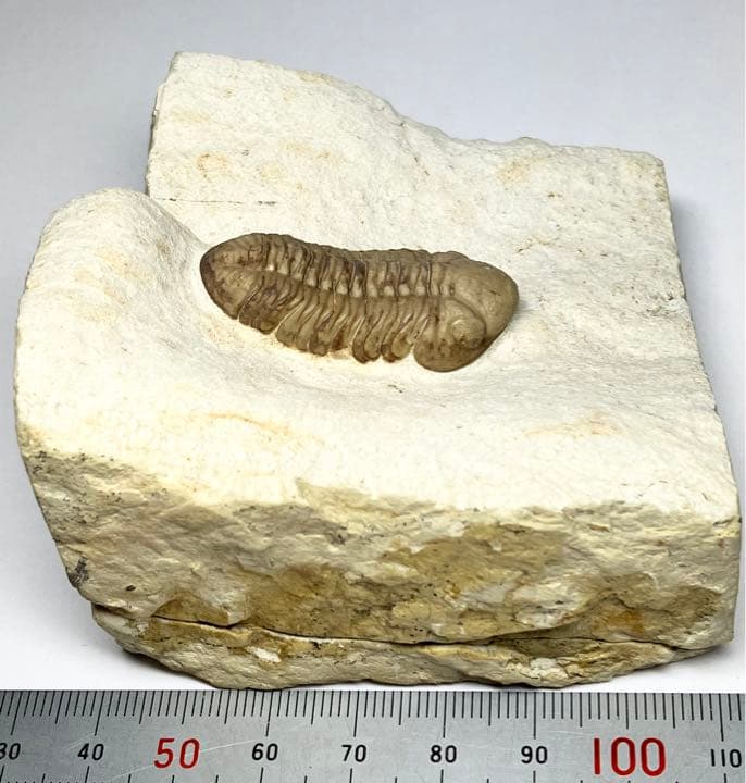 三葉虫　化石　Kainops
