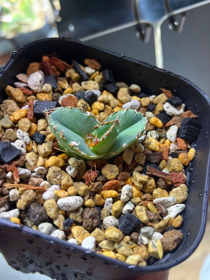 アガベ　チタノタ　CJ plants産　CJ13