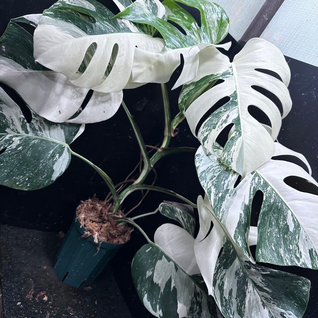 c*f様 斑入りモンステラ ホワイトタイガー極美大株73cm白斑多