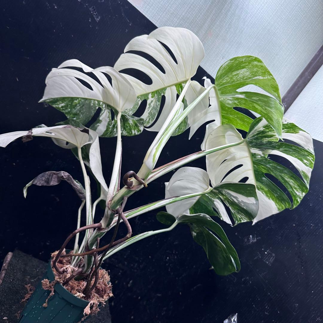 c*f様 斑入りモンステラ ホワイトタイガー極美大株73cm白斑多