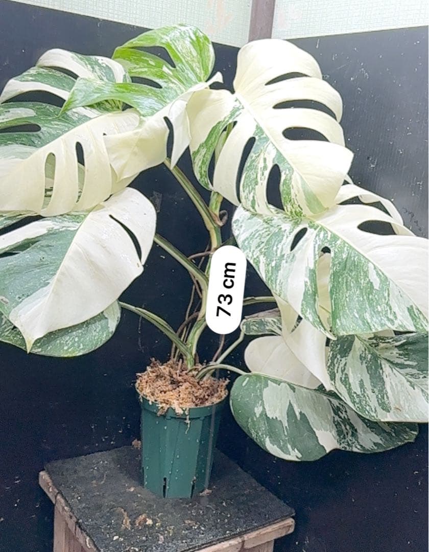 c*f様 斑入りモンステラ ホワイトタイガー極美大株73cm白斑多