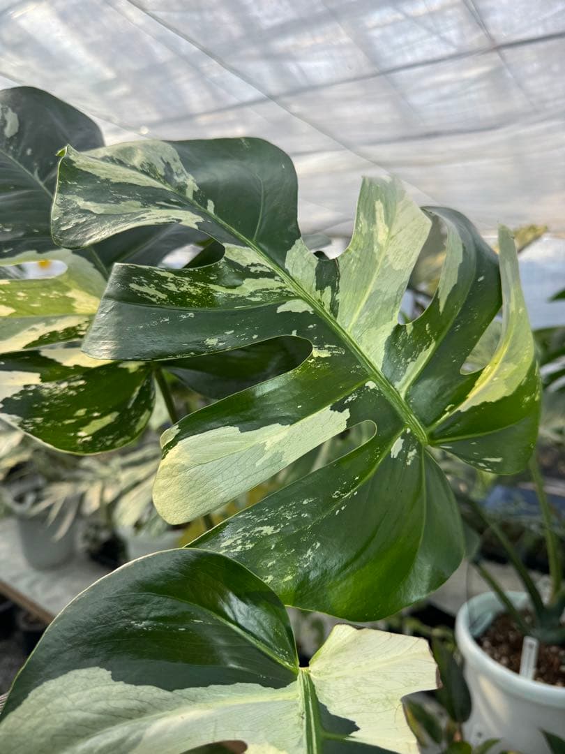 p*i様 6モンステラ　ボルギシアナ　x デリシオーサ　ミント　健康カット苗