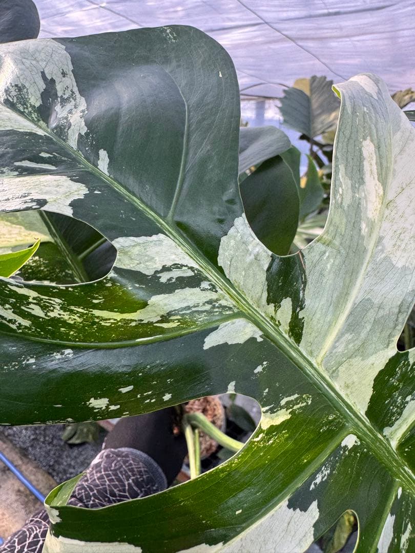 p*i様 6モンステラ　ボルギシアナ　x デリシオーサ　ミント　健康カット苗