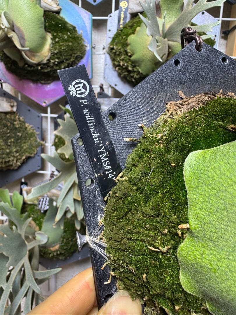 willinckii yms #14 ビカクシダ