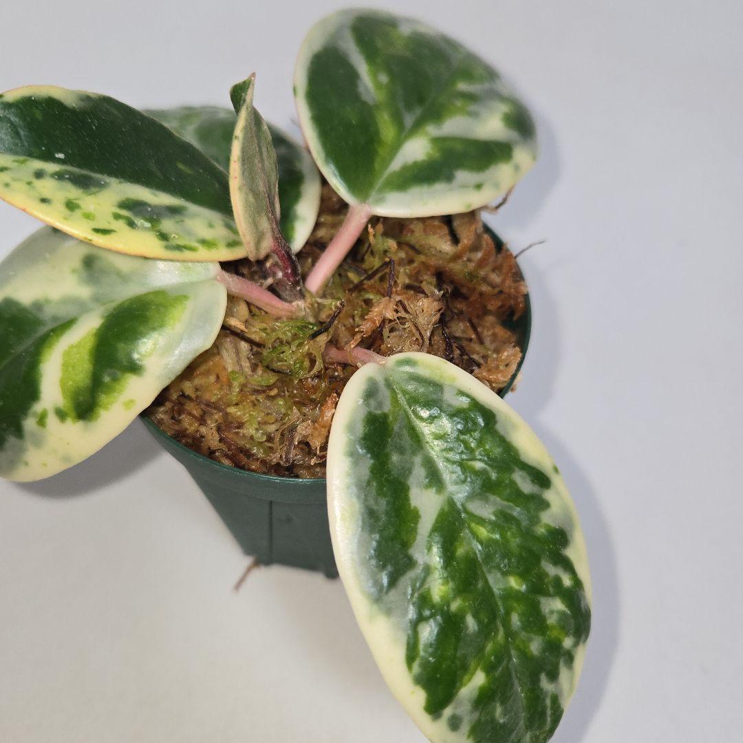 その他観葉植物 Hoya carnosa ' Madara  angel'