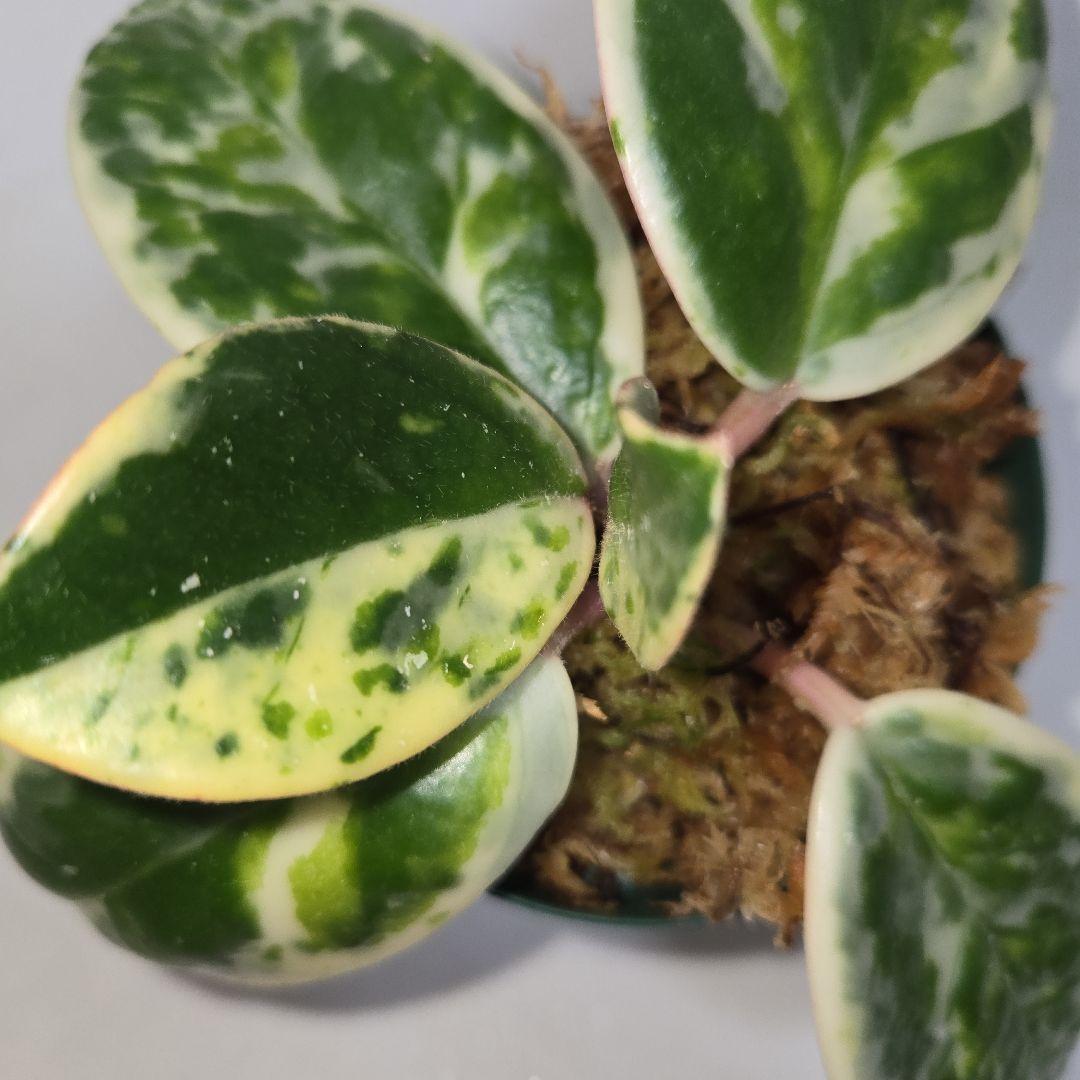 その他観葉植物 Hoya carnosa ' Madara  angel'