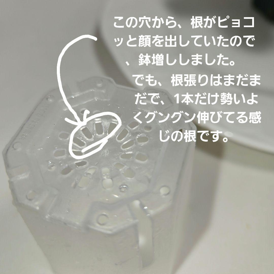 その他観葉植物 Hoya carnosa ' Madara  angel'