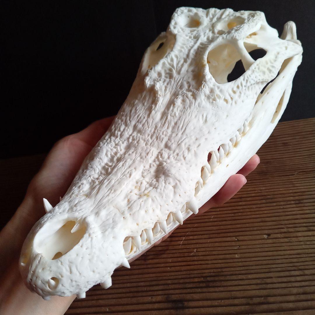 骨格　頭骨　ワニ　スカル　クロコダイル　美麗