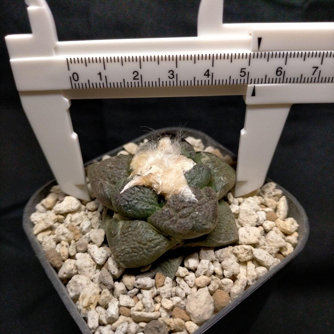 アリオカルプス 連山 短疣亀甲牡丹 2株セット 竜角牡丹 玉牡丹 花牡丹 黒牡丹