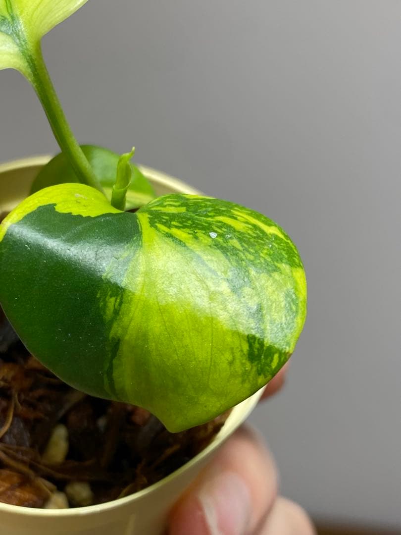 【超希少‼️超極斑‼️】モンステラ　エレクトロライト　斑入り　レア　人気　メルカリ便