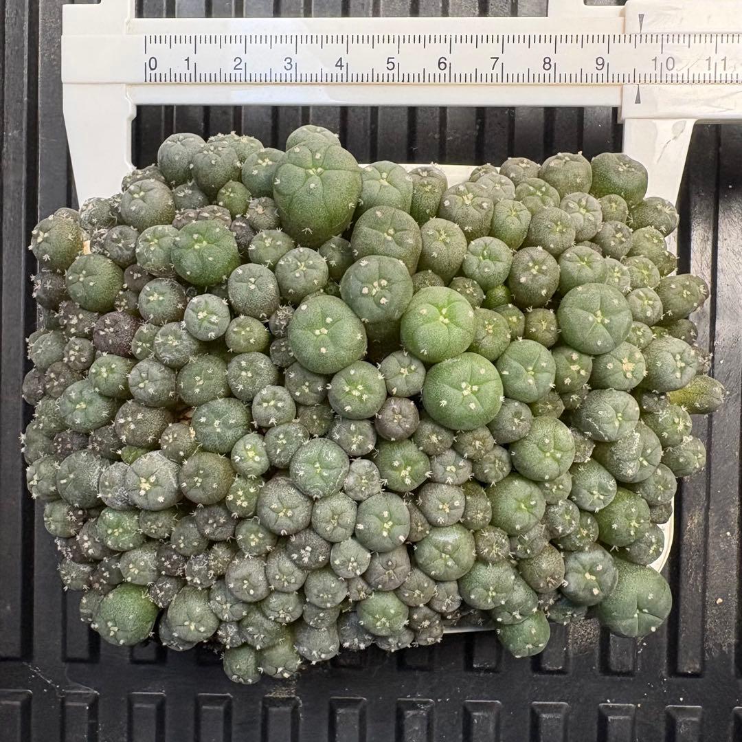 ★☆銀冠玉いろいろ② 実生☆★