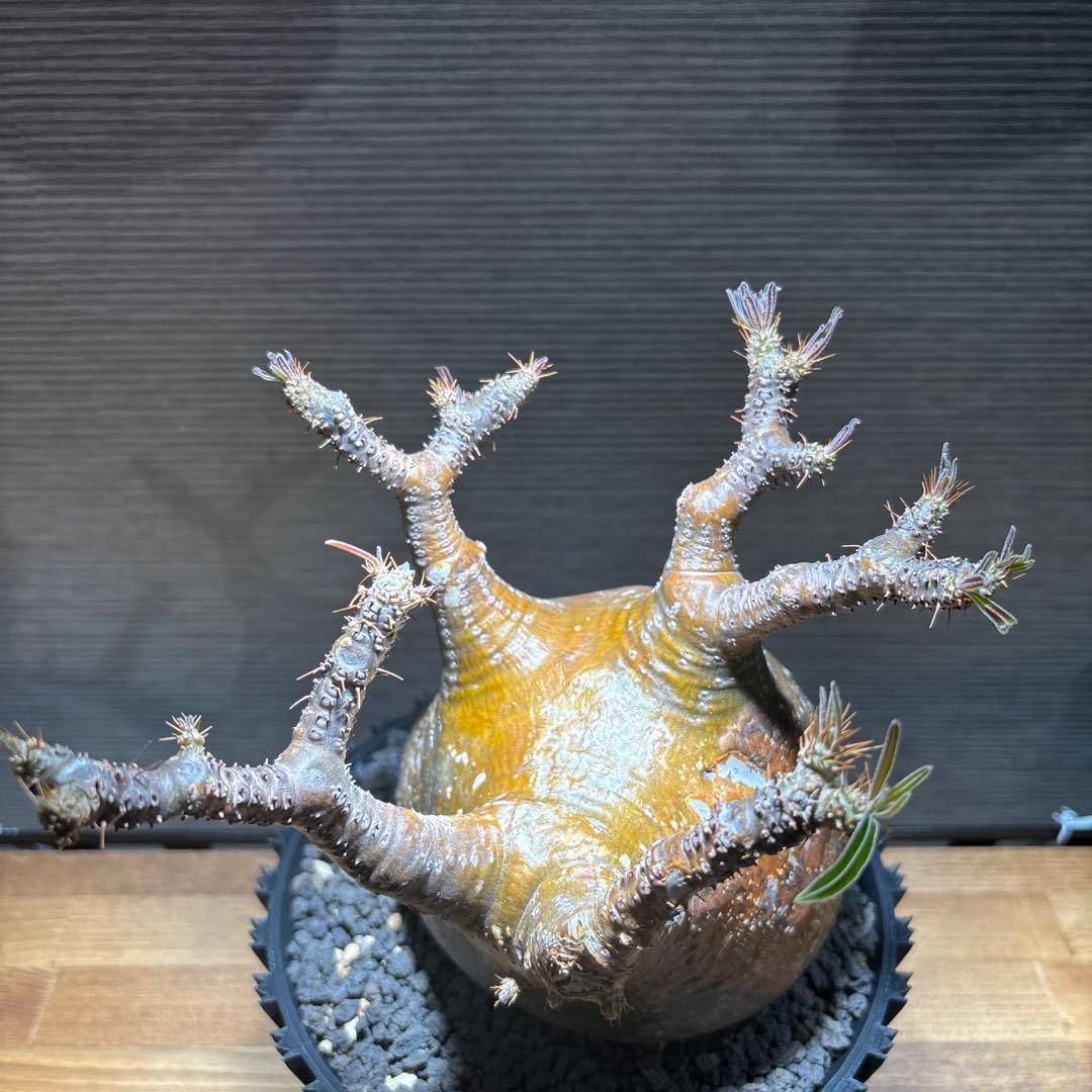 パキポディウム　グラキリス　発根済み　現地球