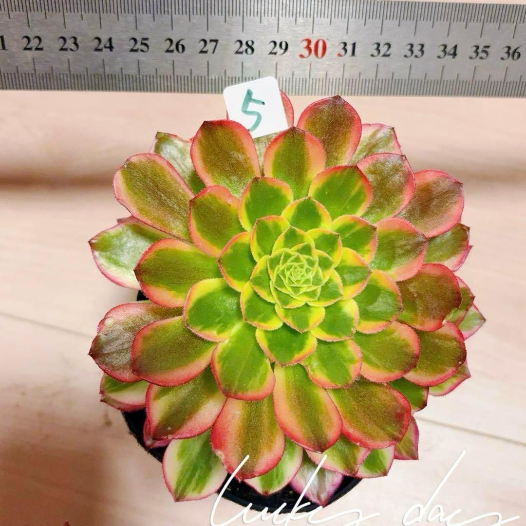 多肉植物❤️アエオニウム錦❤️朝霞錦*NIKA❤️1大頭10-13cm 拔き苗