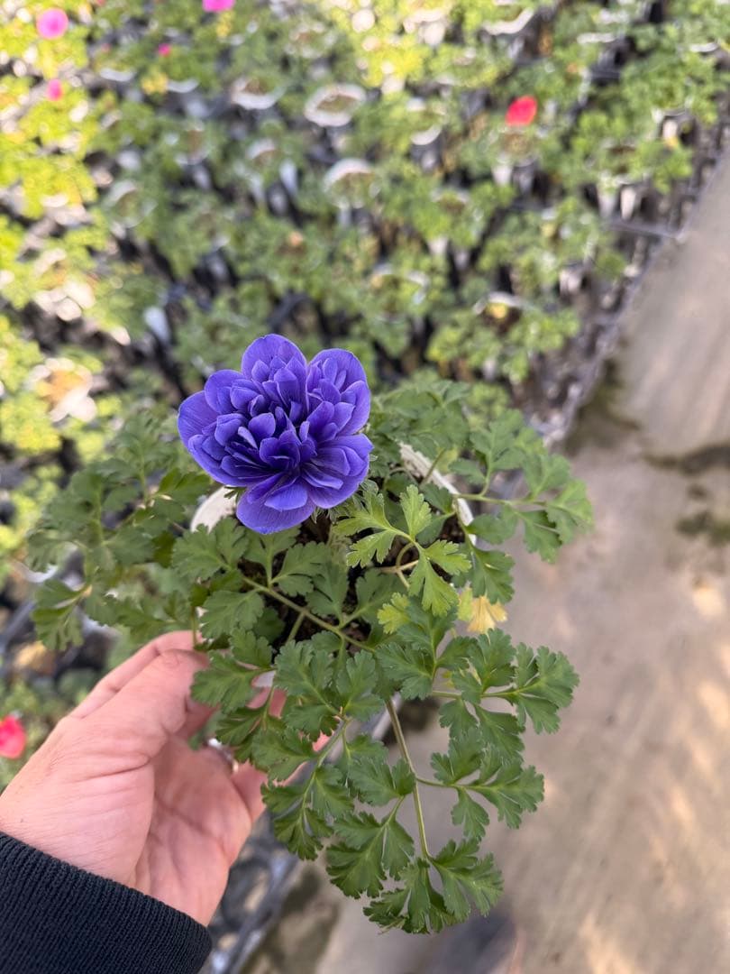 アネモネ ポルトダブル 10.5cm