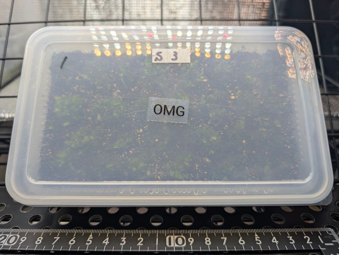 P. willinckii OMG 胞子体前葉体S３